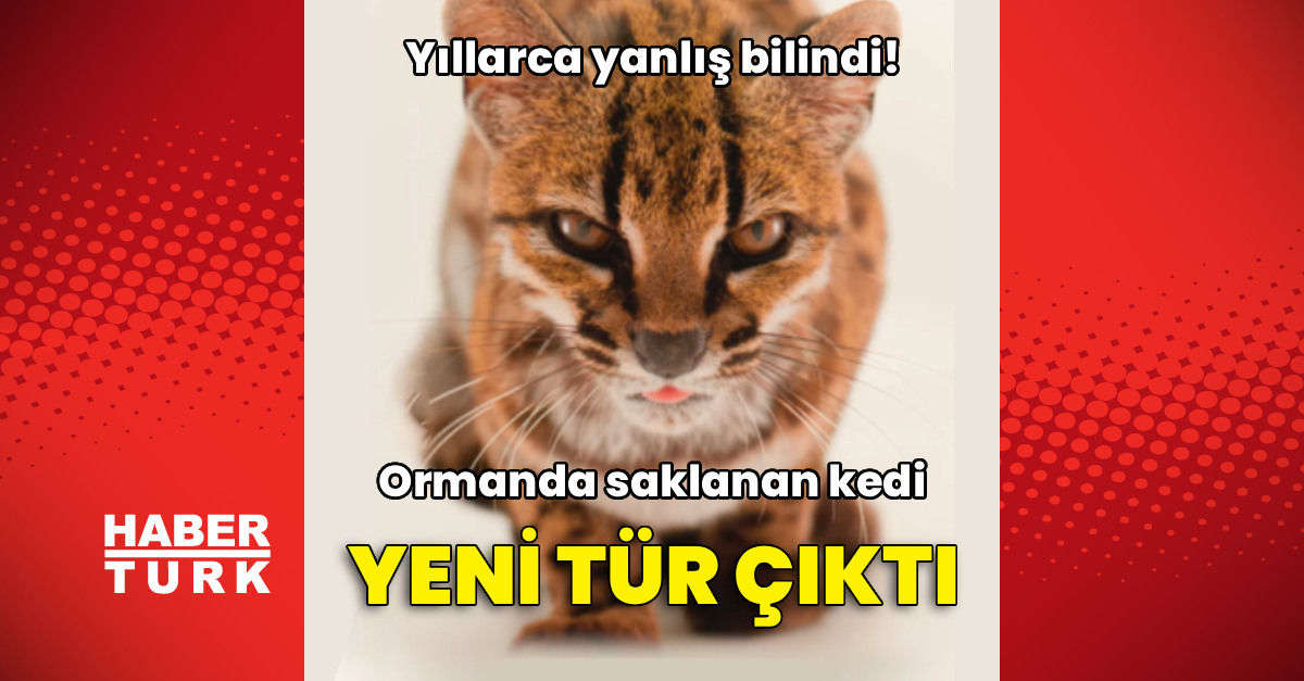 Ormanda saklanan kedi yeni tür çıktı