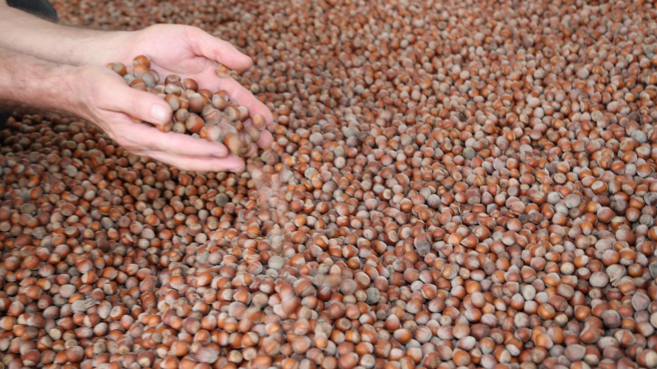 Ticaret Bakanlığı, Ordu ve Giresun'daki ticaret borsalarını incelemeye aldı
