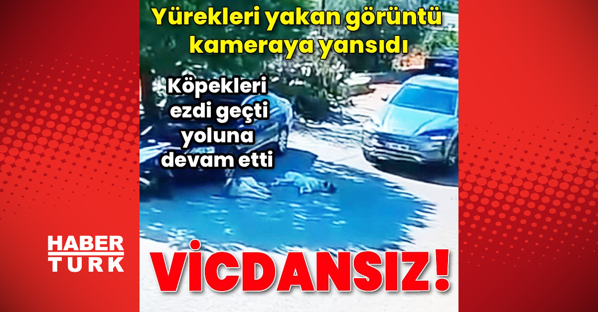 Köpekleri ezip yoluna devam etti