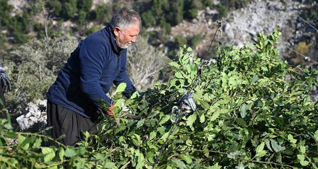 Ormanda bedava toplanıyor, kilosu 400 liraya satılıyor: Çinliler yana yakıla peşine düştü