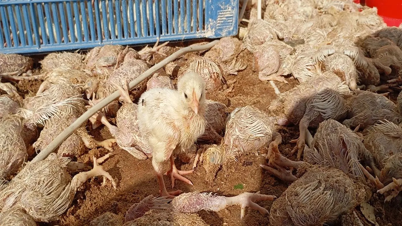 Adana'da hortum tavuk çiftliğini vurdu, 20 bin civciv öldü
