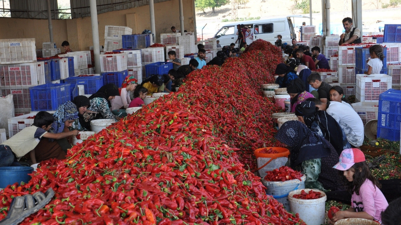 8 bin işçi tarlaya indi: Avrupa ülkeleri 'kırmızı altın' için sıraya girdi