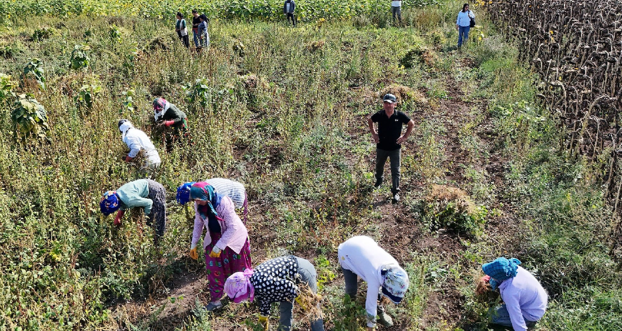 Belediye alım sözü verince sabahın ilk ışıklarıyla tarlaya koştular: Hasat start aldı