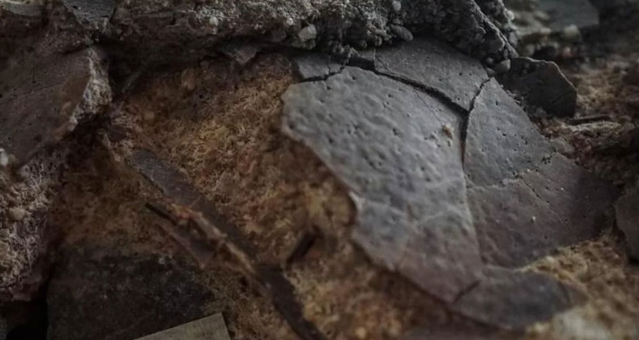 İçini açıp baktıklarında sır çözüldü: 10 tanesi kıpırdamadan duruyordu