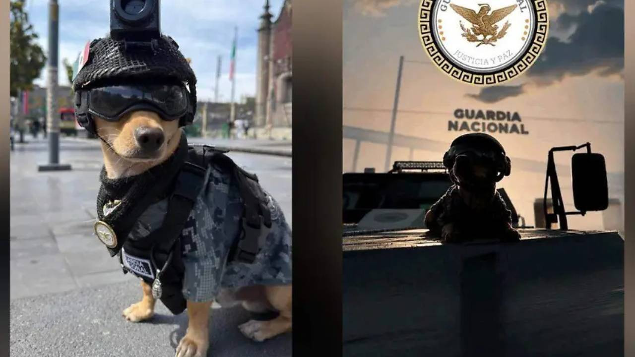 Süs köpeğiydi arama kurtarma köpeği gerçekleşti