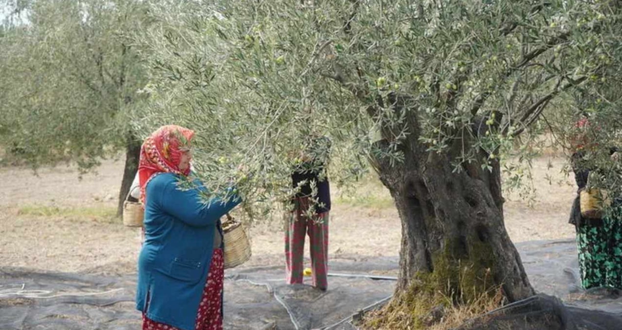 Dünyanın en çok zeytin üreten ülkesinde hasat yasaklandı: Resmi Gazete’de yayımlandı