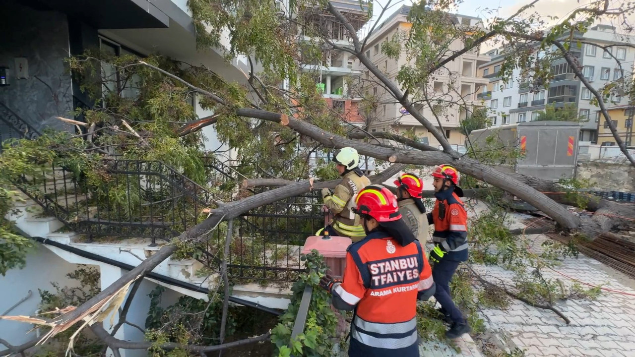 İnşaat kazısı yüzünden ağaç devrildi: Kadın altında kalmaktan kıl payı kurtuldu