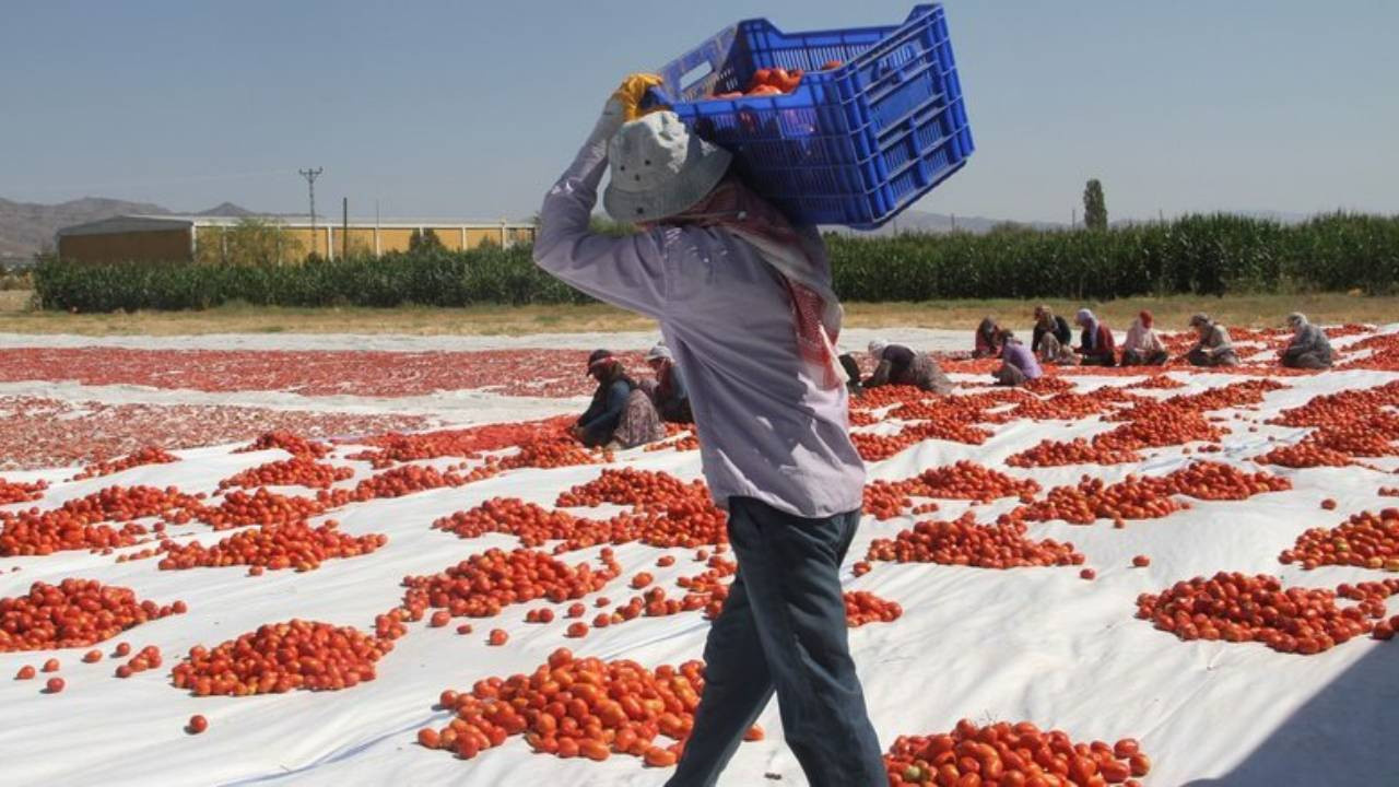 Bakan Tekin duyurdu: 26 bin 920 çocuk mevsimlik tarım işçiliğinde