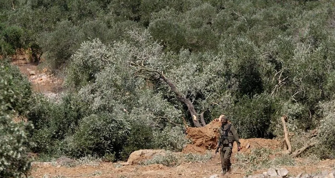 Zeytin hasadı başlayınca orduyla birlikte tarlalara çöktüler