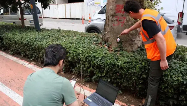 Yüzyıllık anıt ağaçlara "akustik tomografi" ayarı: Çürümeler tek tek tespit edilecek