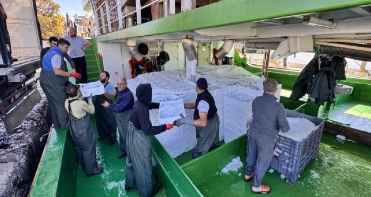 Rüzgar durdu ağlar doldu: Kasa kasa yüklediler İstanbul'a gönderdiler!