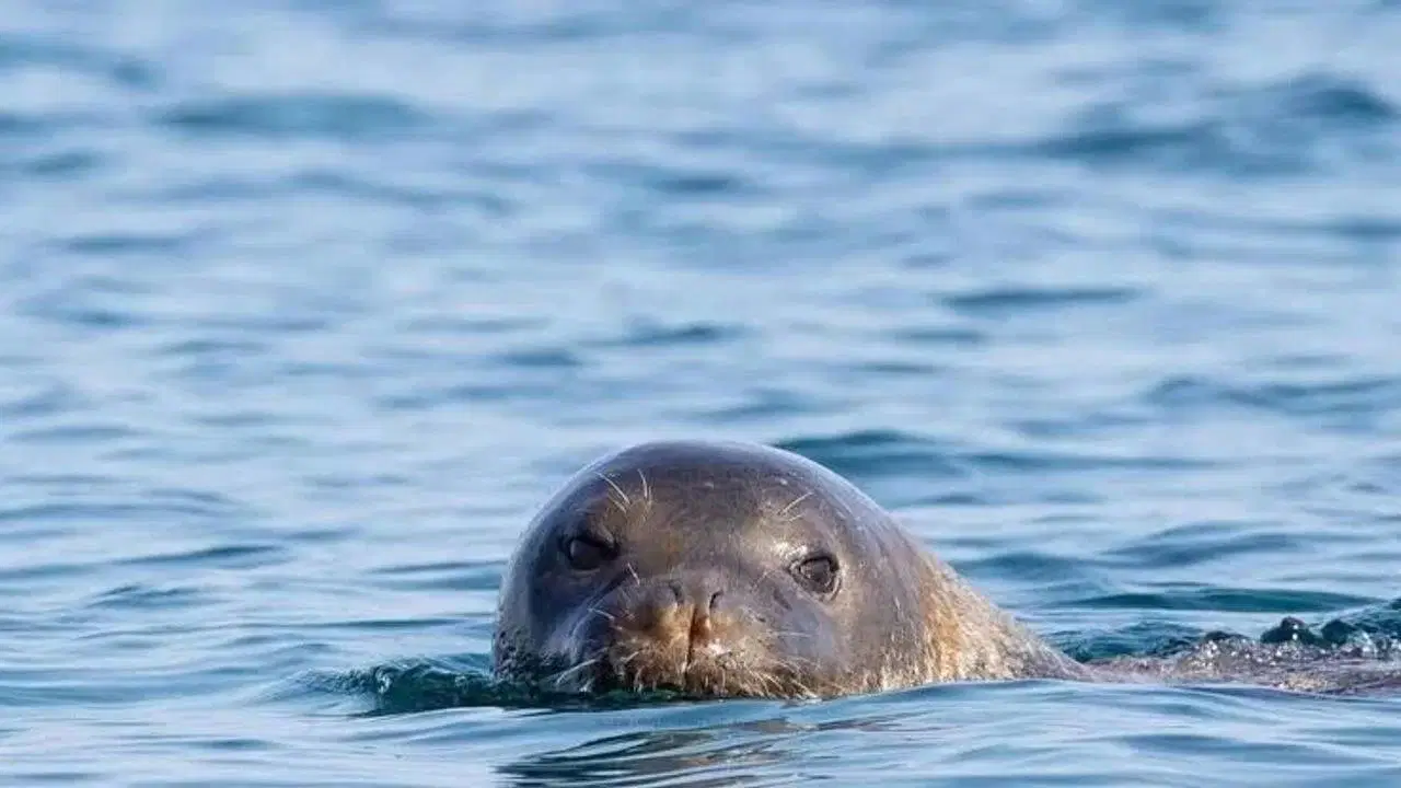 Akdeniz fokları için insan tehdidi: Falezlerdeki yuvalarını terk ediyorlar