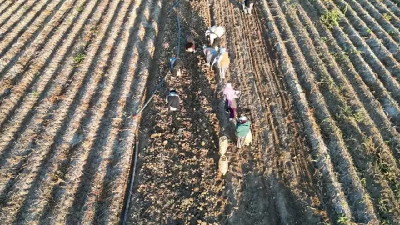 Erzincan'da 10 bin tonluk dev mesai: Soğuklar bastırmadan topraktan çıkarılması şart!
