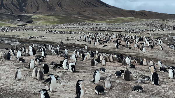 Dünyanın en önemli penguen kolonisinde endişelendiren ölümler