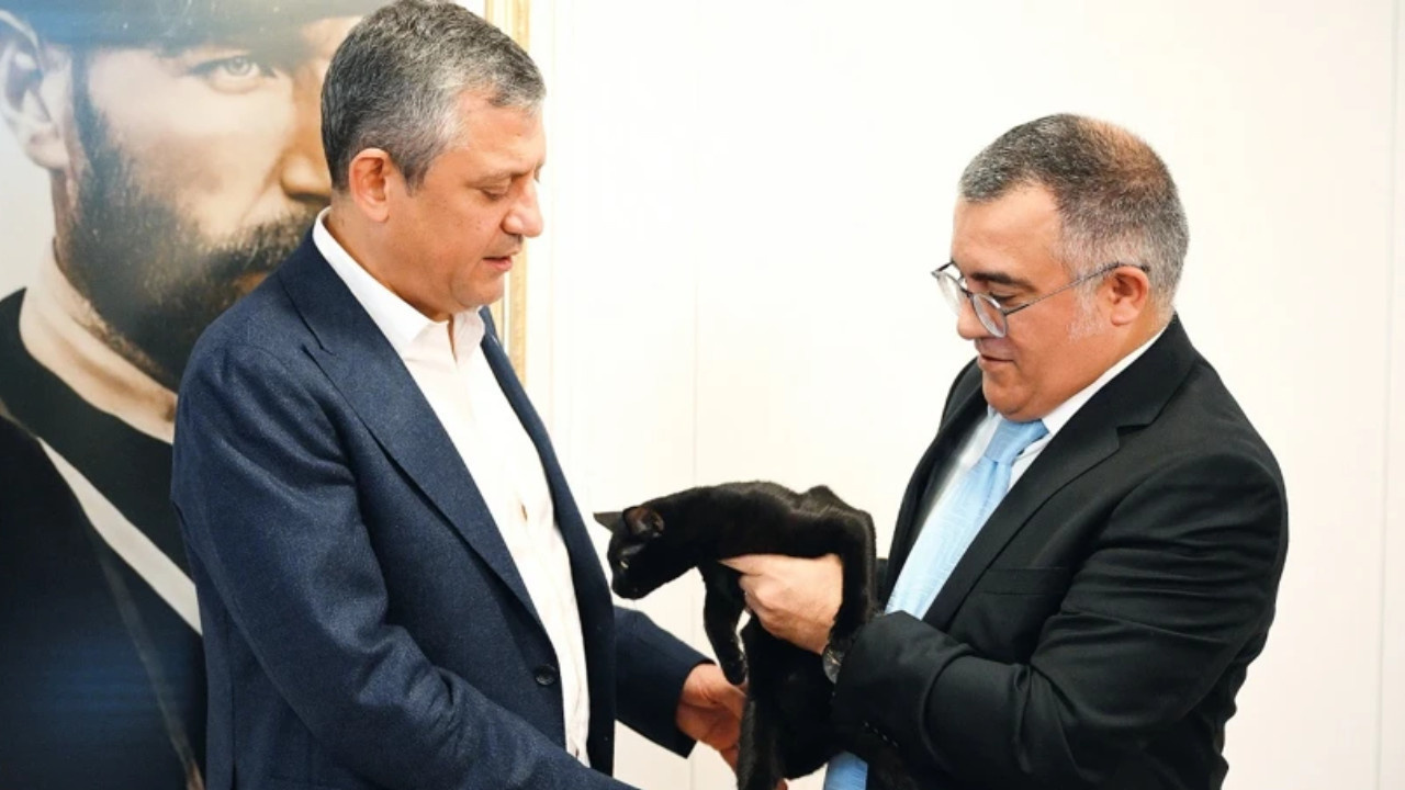 YENİ Parti'nin son kedisi Zeytin