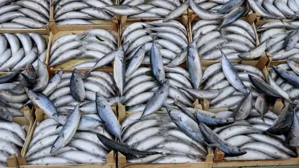 Türkiye'de sadece orada 'kilo' ile satılıyor! Geçen yıl 800 liraydı...