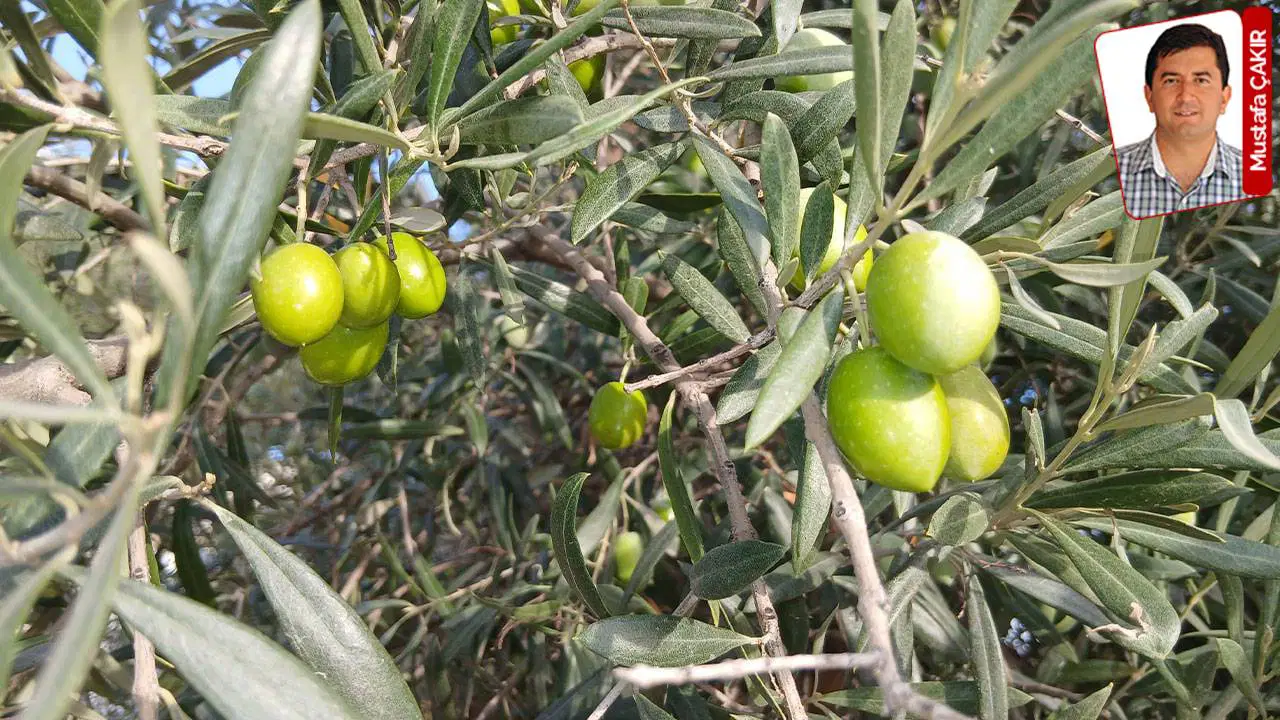 Fiyatların düşüklüğüne dikkat çeken çiftçi üretimi durdurdu: ‘Zeytin toplamama’ eylemi