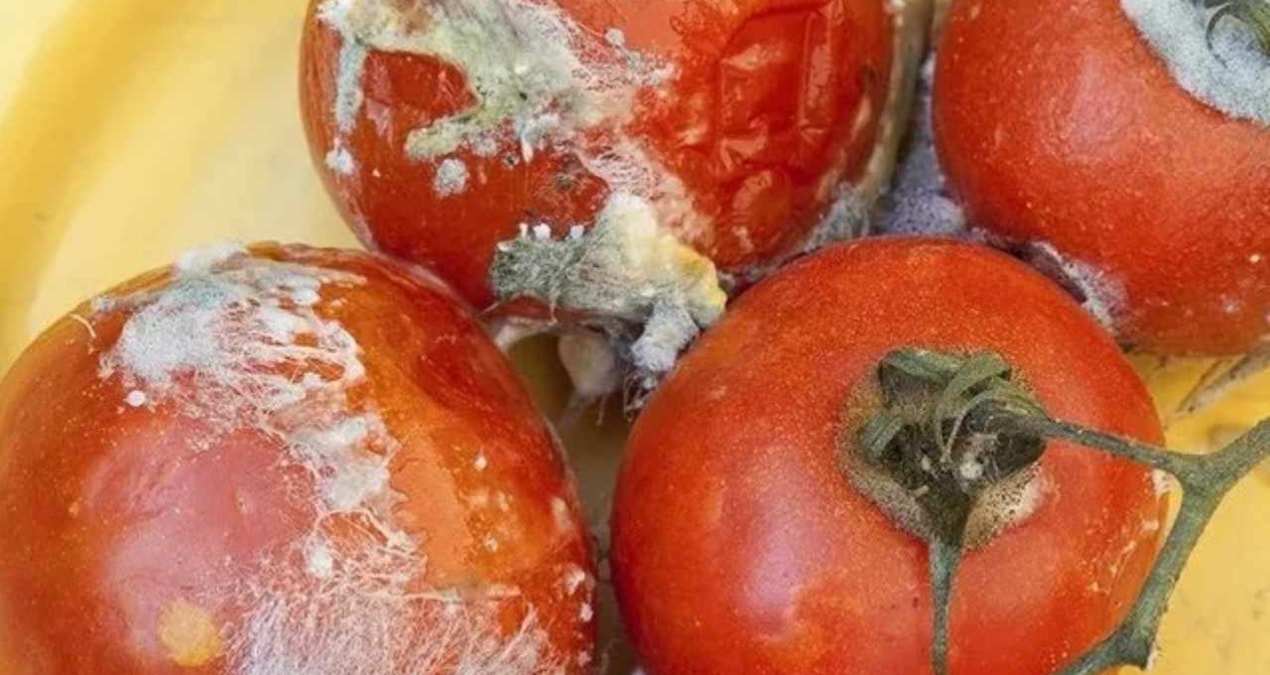Çürük domatesleri çöpe atanlar çok pişman olacak