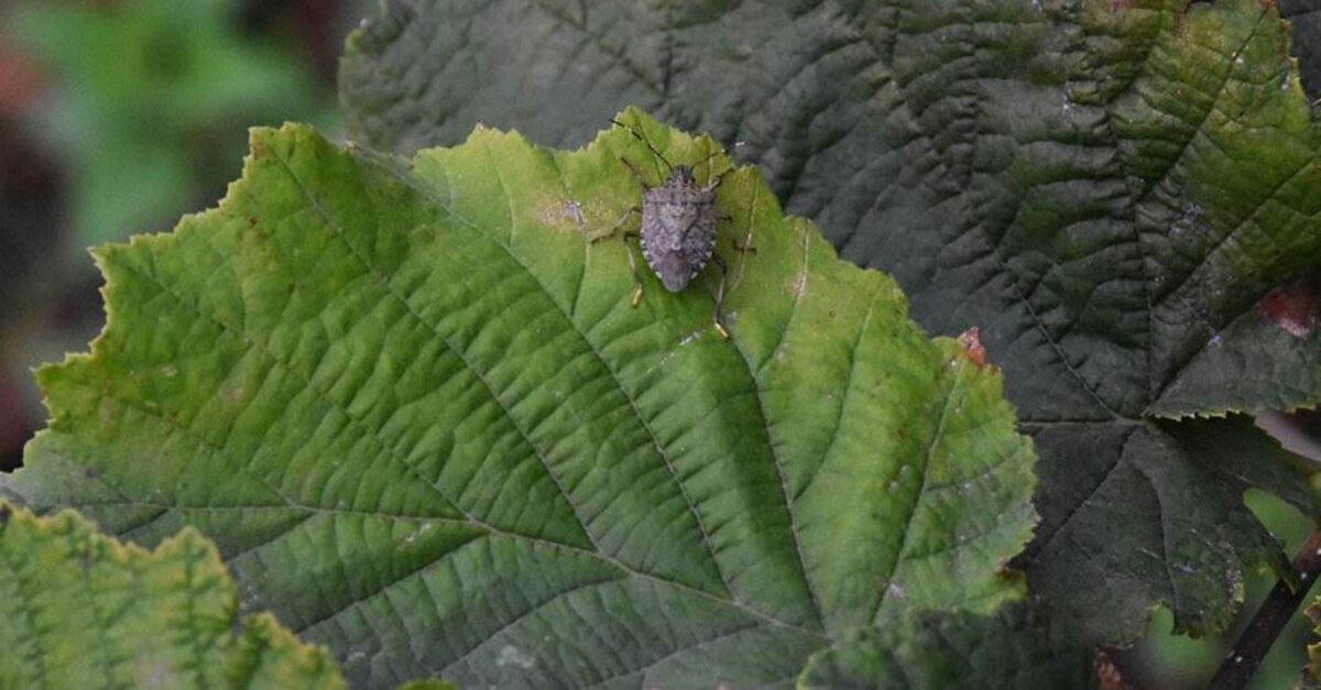 Giresun fındığına kokarca darbesi