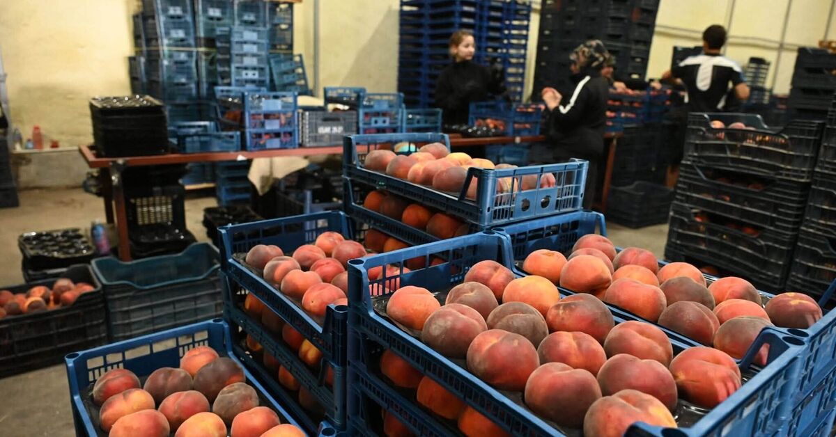Yaş meyve ihracatında artış