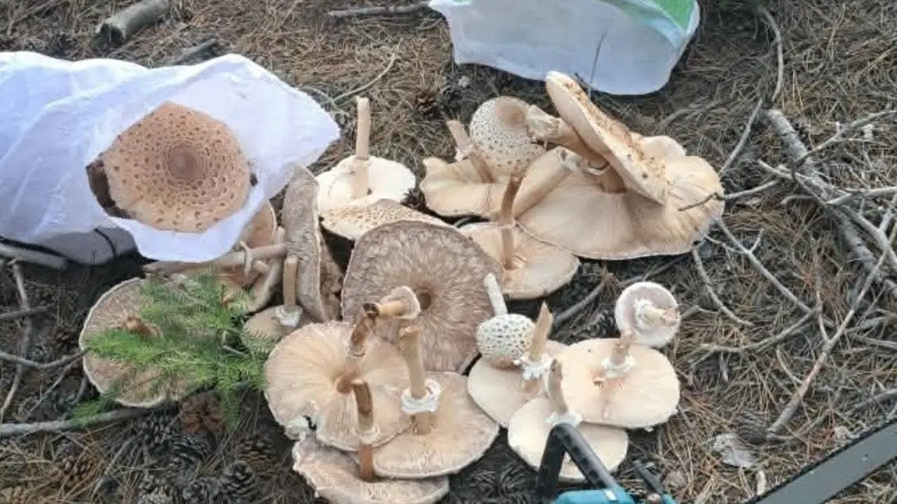 Yağmuru yedi, boyutları kontrolden çıktı! Çuvallara sığmadı..