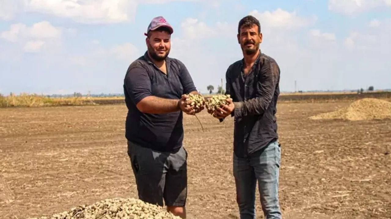 Tarladan çıktığı an satılıyor! 'Yetişmesi 6 ay sürüyor ama beklediğimize değiyor!'