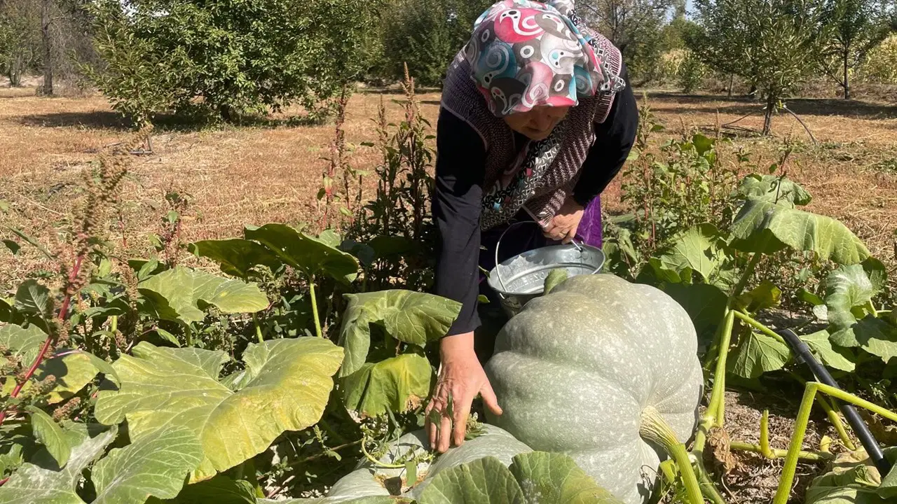 Tam 6 ay toprakta bekliyor, çıktığında 'elmas' oluyor! Koca ovanın gözbebeği gerçekleşti