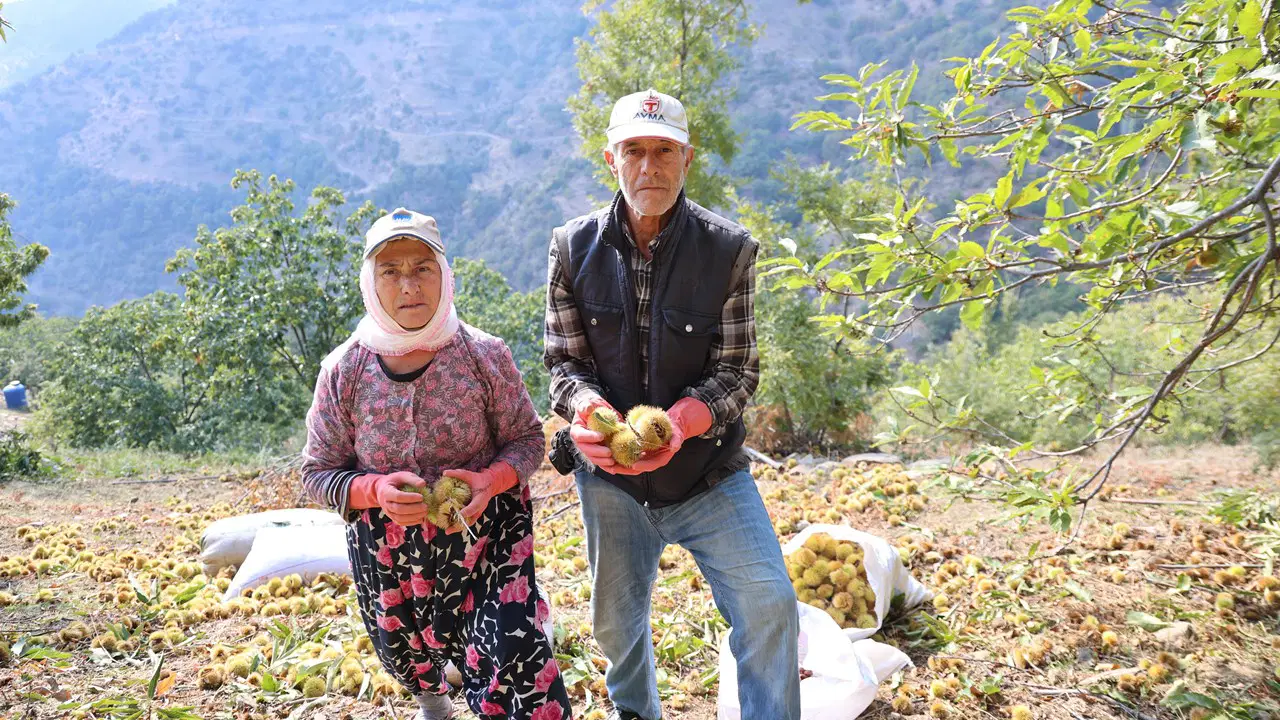 Hasat 15 gün geç başladı: Toplaması tehlikeli, süresi kısa