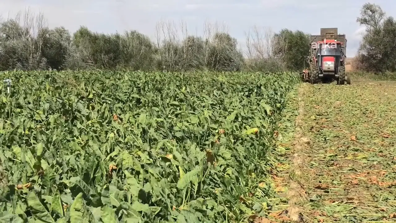 Şeker pancarının alım fiyatı ton başına 3 bin 720 TL olarak açıklandı