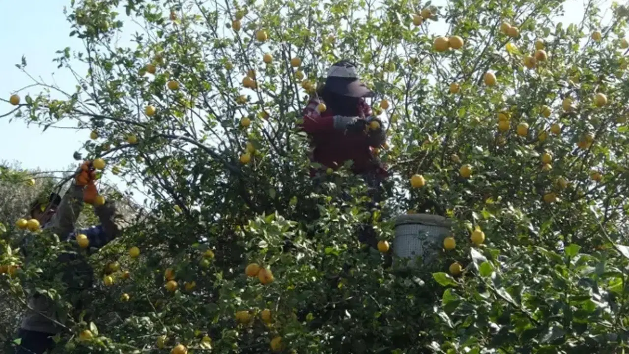 İhracat yolu kapandı, mahsul ağaçta kaldı! Kilosu 5 liraya kadar çakıldı...