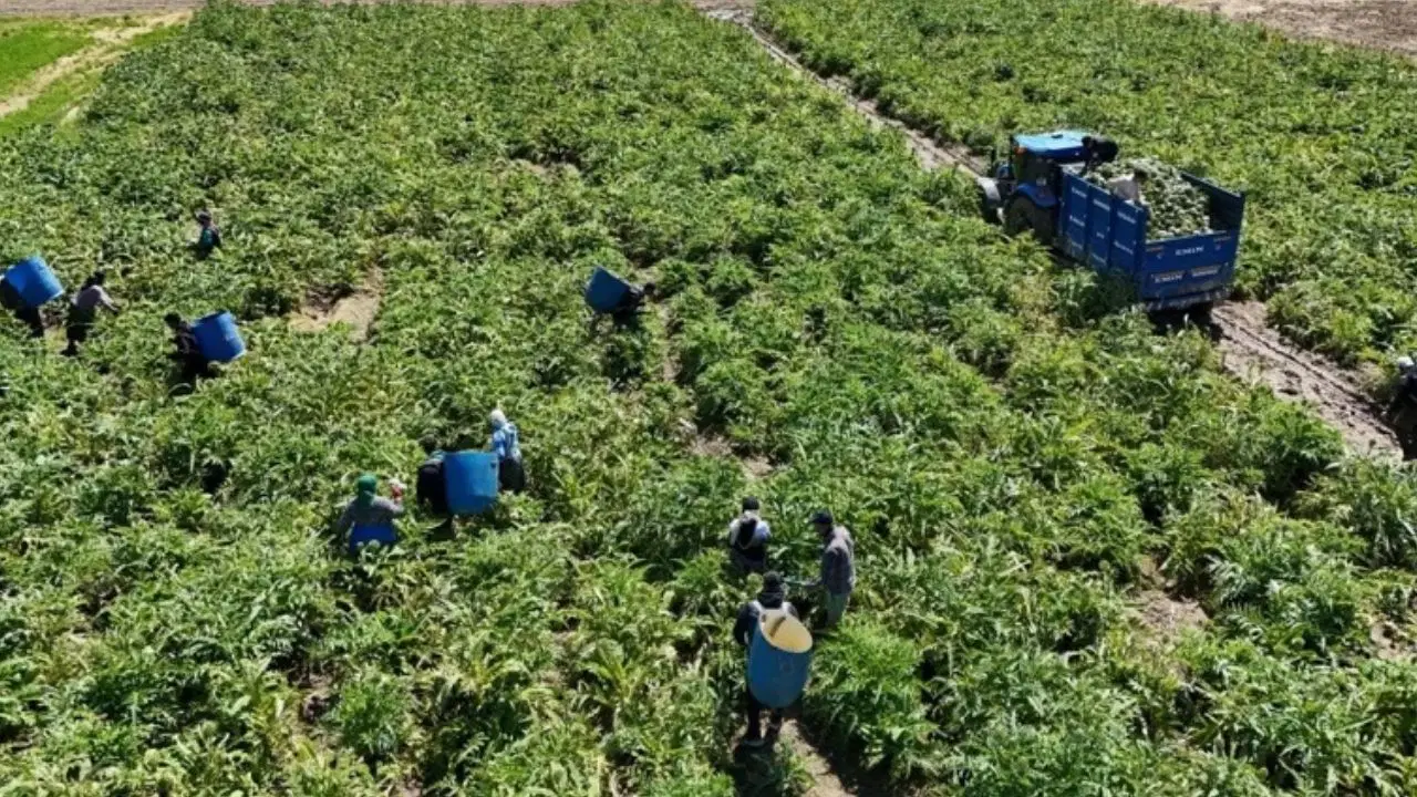 Sadece o mahallede yetişen 'tescilli' lezzette hasat için geri sayım başladı!