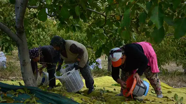 Fıstık üreticileri heyecanlı: 4 bin ağaçta hasat başladı, tahtlar sallanıyor!
